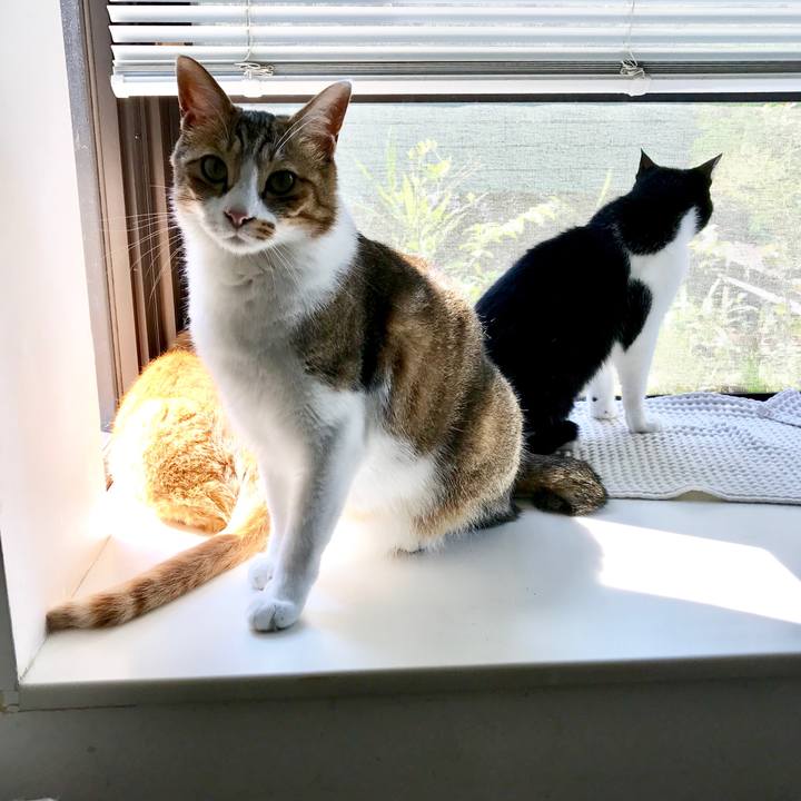 45bc3ad5 035f 41cc aebb 2878a79ceb9a