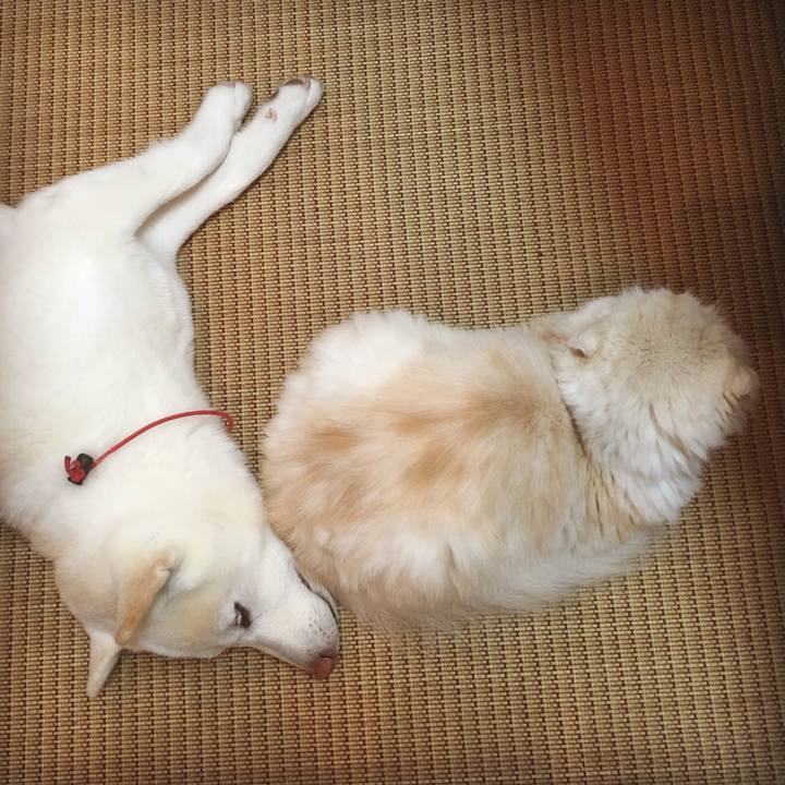 45bff78e caf3 438f 9c3c 34466323c6de