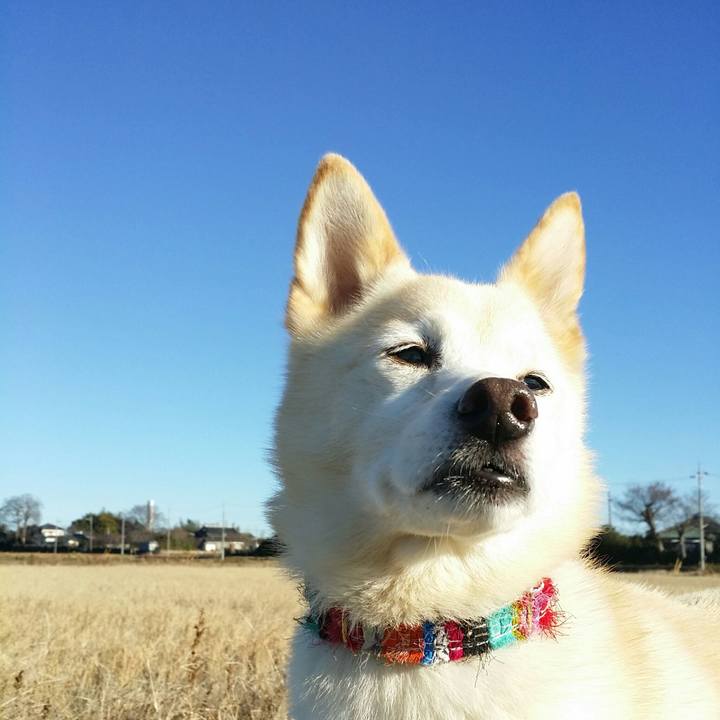 45c7938f 7bac 4025 8468 ac4062b6b45e