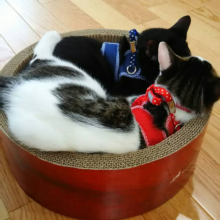 45c9bde3 2021 45d1 858e ec70ea9817b8