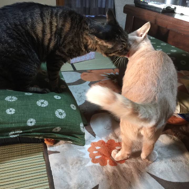 45cd8154 2ed9 45ac 99db 7539293b22c6