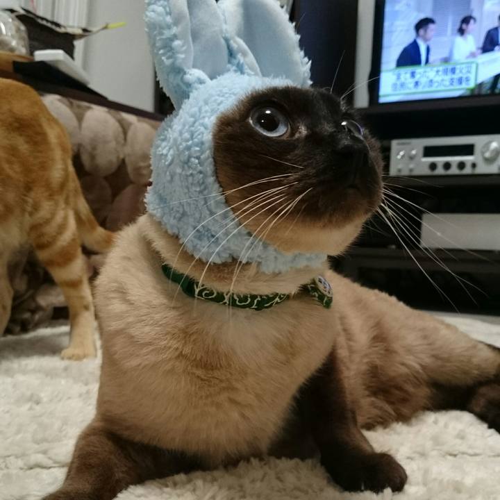 45d01075 e811 455f b2bd b1fe66bf1743