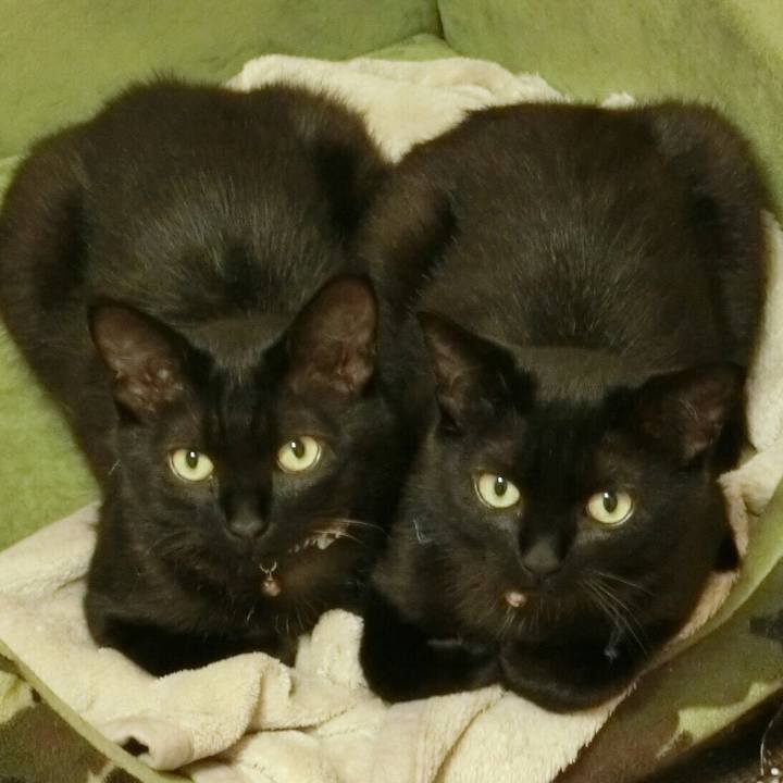 45d051e3 1c2f 47dc bb93 1b74dcb58ecc