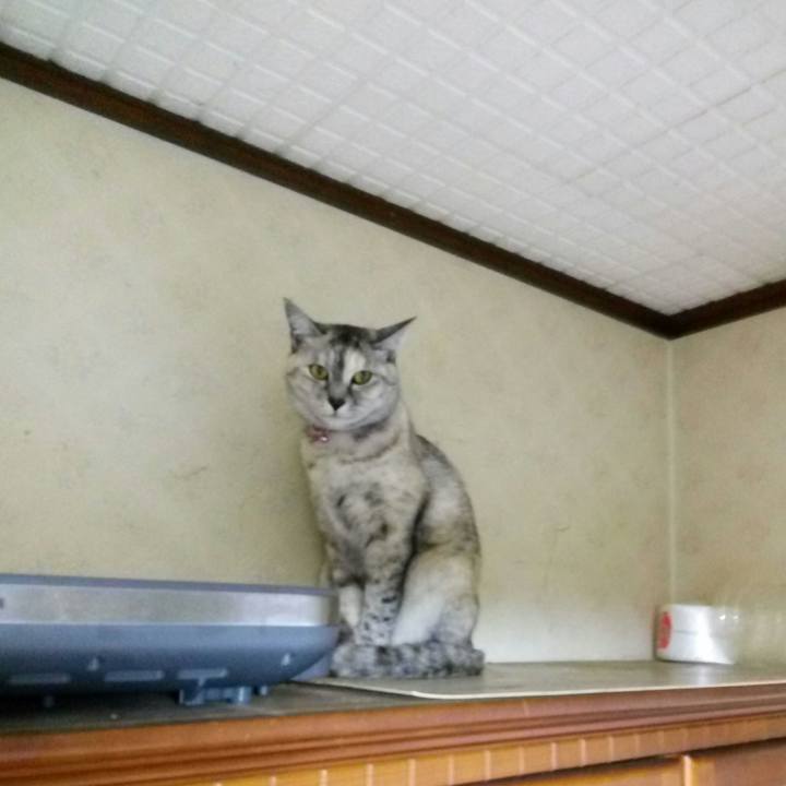 45d2d182 3761 4cea a289 fee8ed2073e5