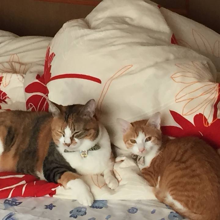 45d74346 4bfc 465a b300 f453f469827a