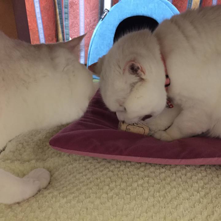 45ffef1d ed39 473e b69a 561636543a1d