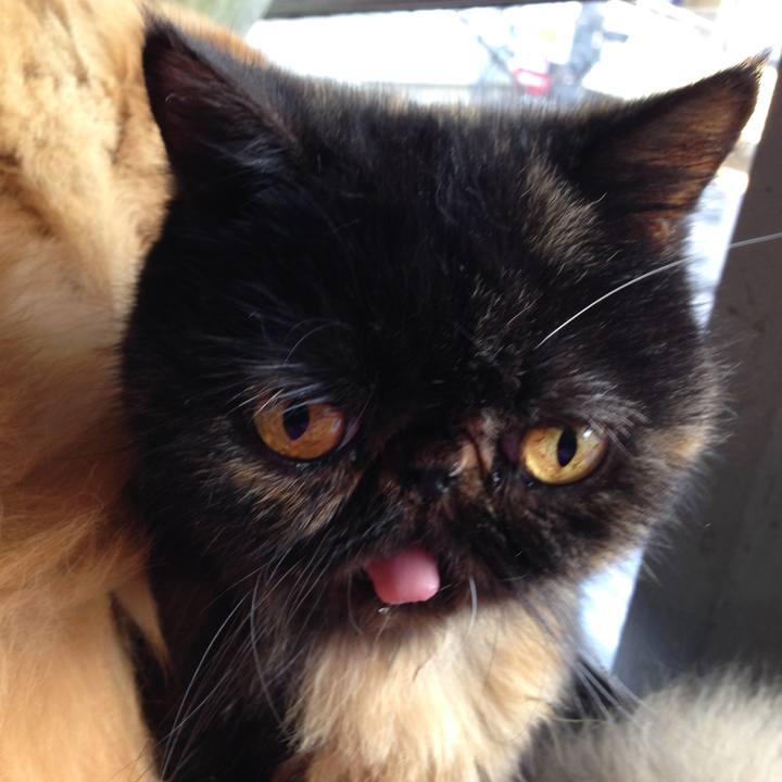 46033f42 0306 4f22 b73a c154f0448c39