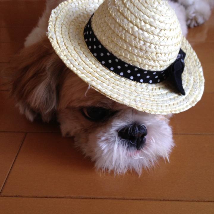 46055dea 1b08 459f a226 f409a8646b7a