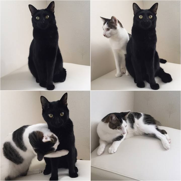 4608457d d6d9 491c 8b00 c6eb8ba26621