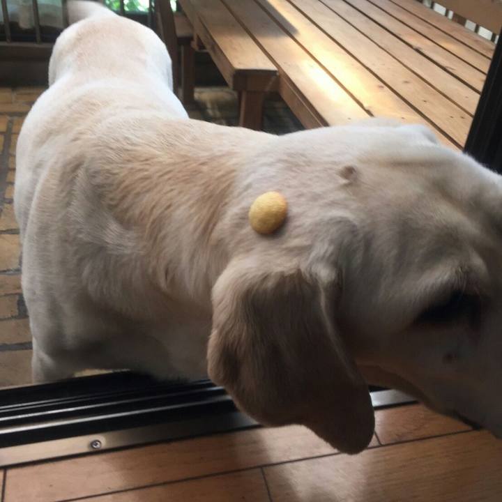 460b972a c020 4ccb b8ab 37eed4baae81