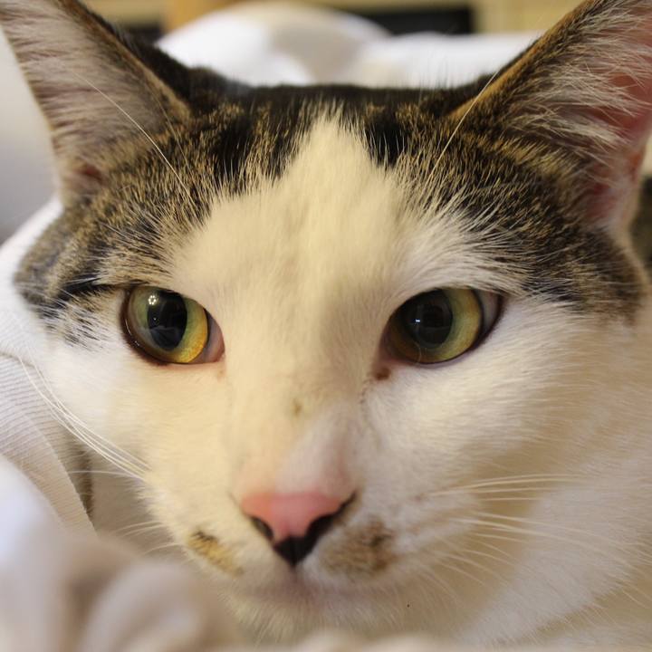 4612ce06 cc40 44f6 b722 360a81be172e