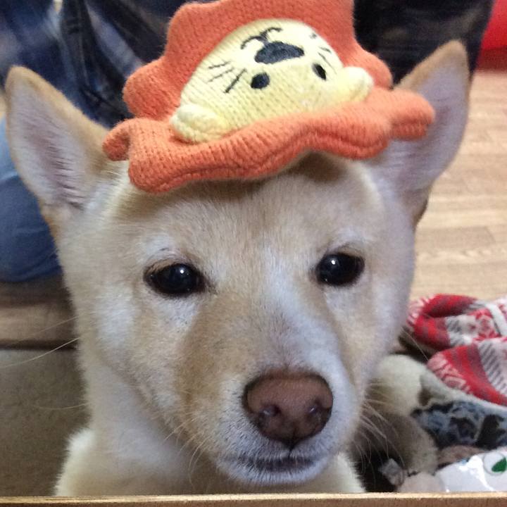 461702bb 8657 49af bdfc 2071c755fff2