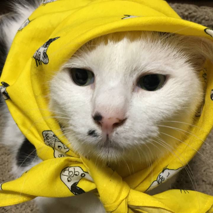 4629ae5a 68f1 42d5 ad69 2ded35987b45