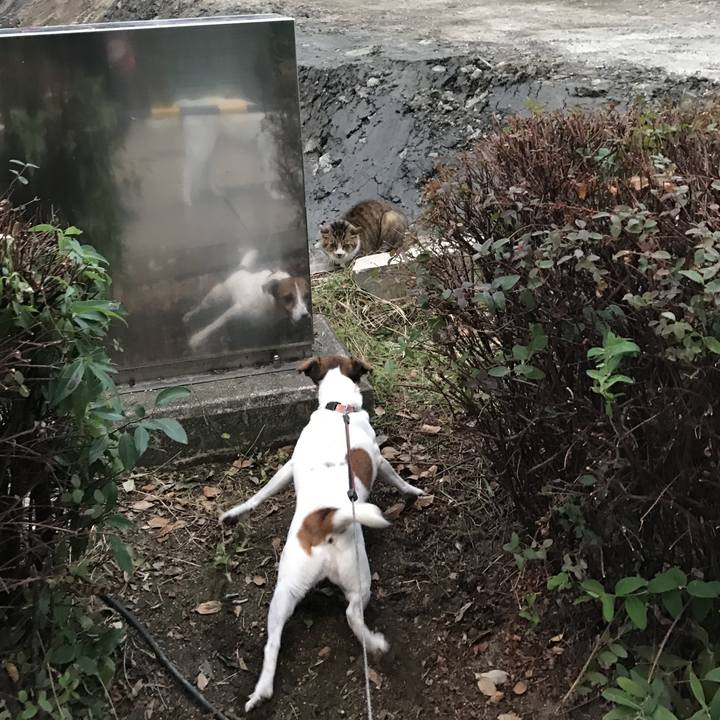 462c683b 119a 42db b878 25572c88337b