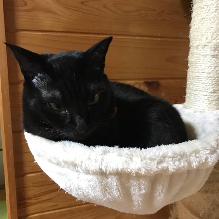 462c975a f1b8 4bee b6e6 74251357b9a8