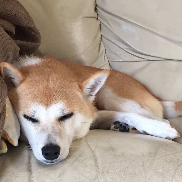 463299bb af19 45e6 8757 3720e4300773