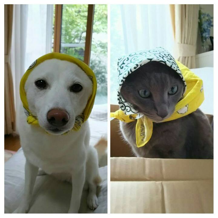 46369bc0 879c 4a79 88d9 b7a29291bbbb