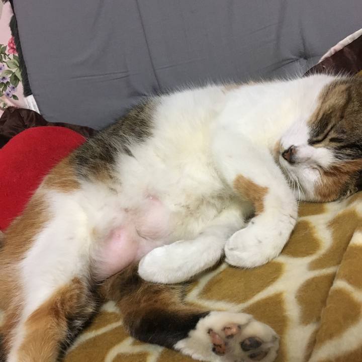 4653adc9 0b41 43ce 88c5 1b9656656465