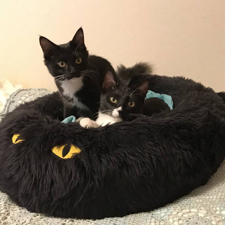 4656c5ff 1a3e 40d2 801e 80e724116b7b