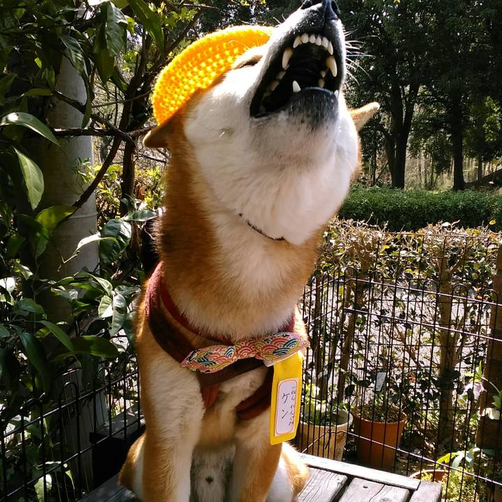 465ad403 89b4 45e6 a3e3 7ca956fd42ea