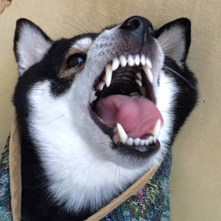 46638814 a4e7 45b4 bbac 6e1178f0bb3f