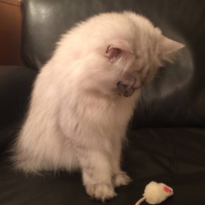 467efd9d a9fd 4392 988f b4f8a8043693