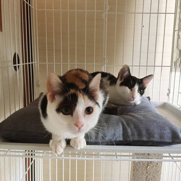 4693bc66 839d 4c19 815a 6a80d2a722b3