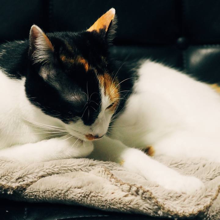 469ec9cc bf29 48e3 968e 4ccf0ea79fe7