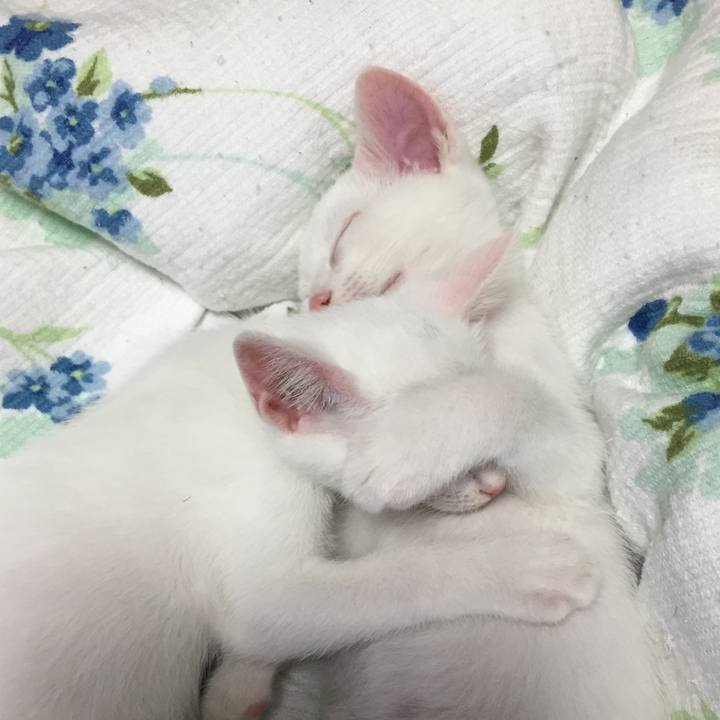 46a38d82 4800 4a11 8c33 ec6400382435