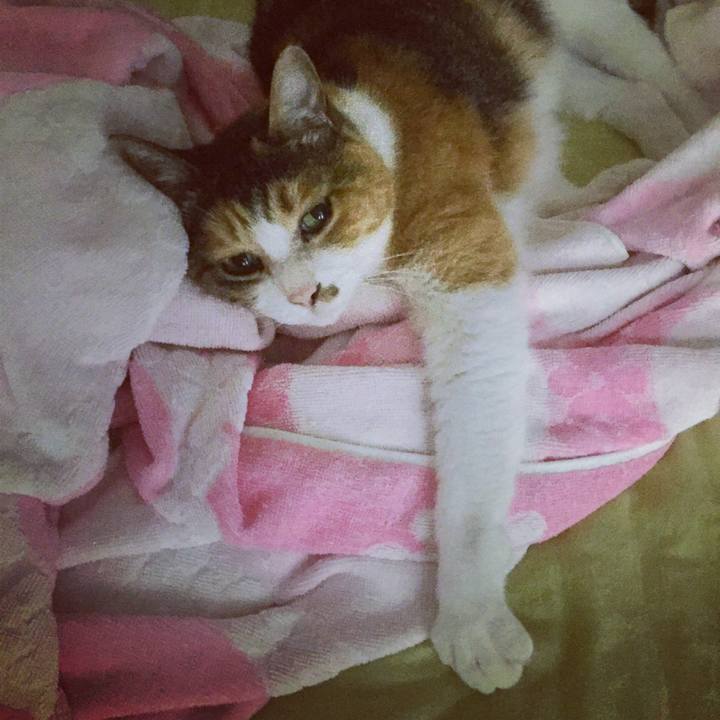 46c0a18b 4de4 4122 9c98 2e93af2c597b