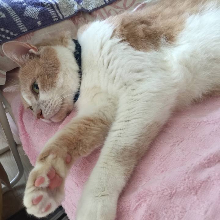 46c4e97f 5297 462a ba6b d96ae615cd49