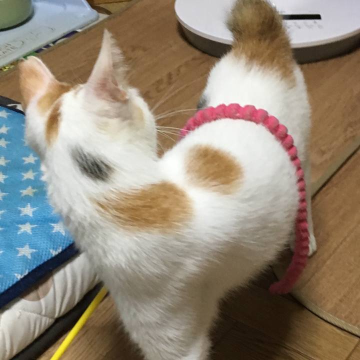 46c53098 e956 47f2 809e df677fc63f28