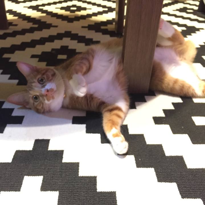 46e15794 02f2 4a0a 85f0 62f03a06d79e