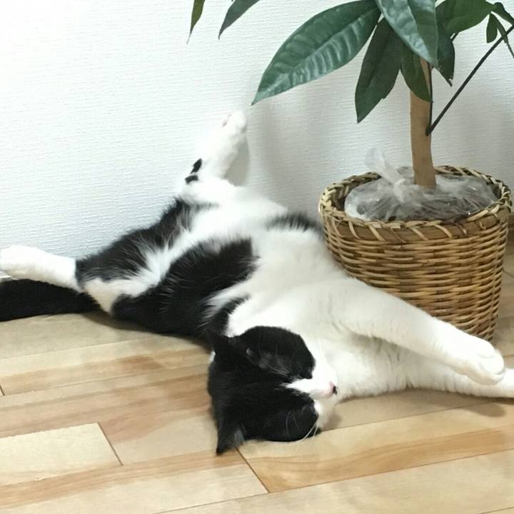 4700b69a 413c 40d0 bdcc a44f004f9932