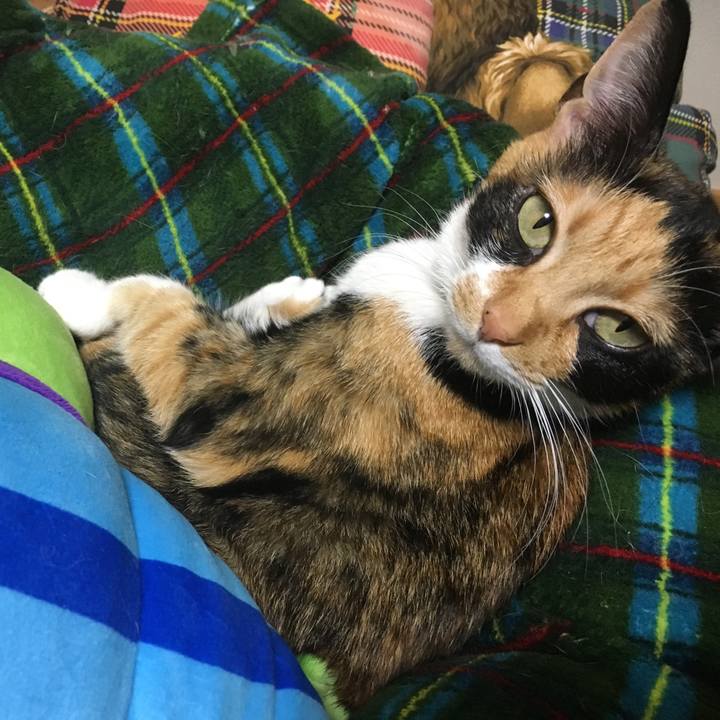 4704c11e a00b 44e2 a1ac 5ac4a29568c9