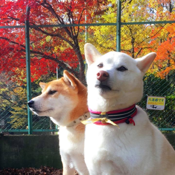 4707a931 315a 4422 a1f4 4f66816c4da5