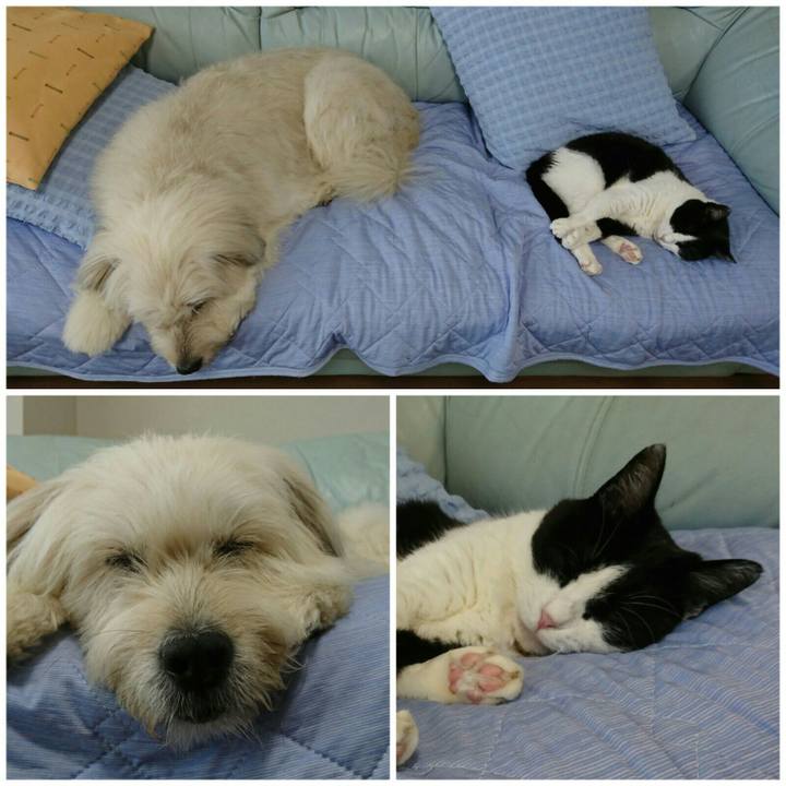 470ba2bb edbd 4263 8e5f 2dd536a34285