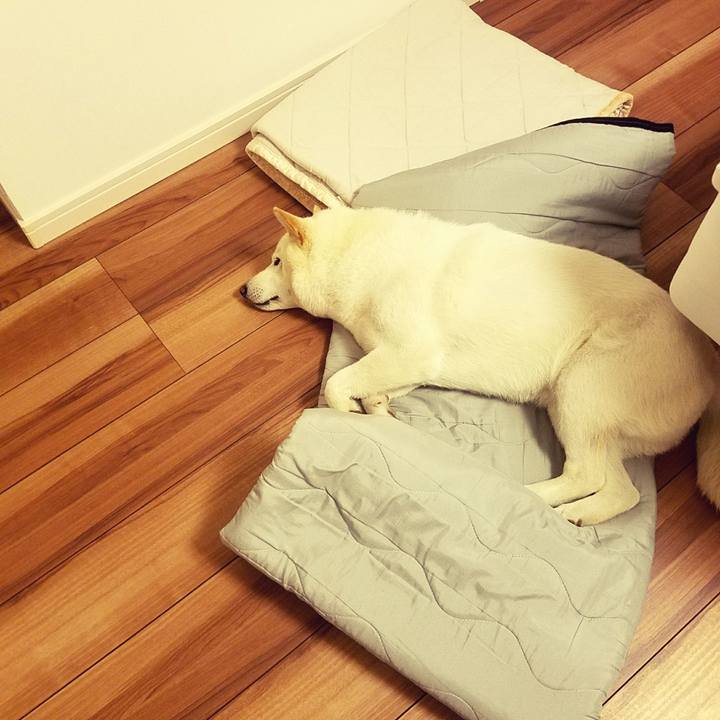 4716923d da47 4f2c aacf cdfb7c436b9b