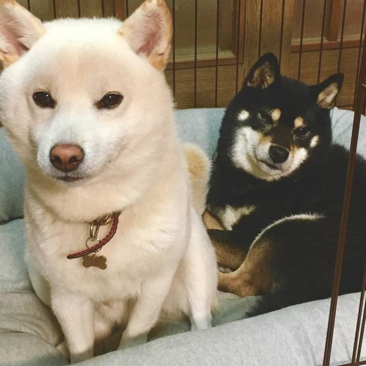 47216a1d 9101 44fb 9dd2 ef85b3b8c407