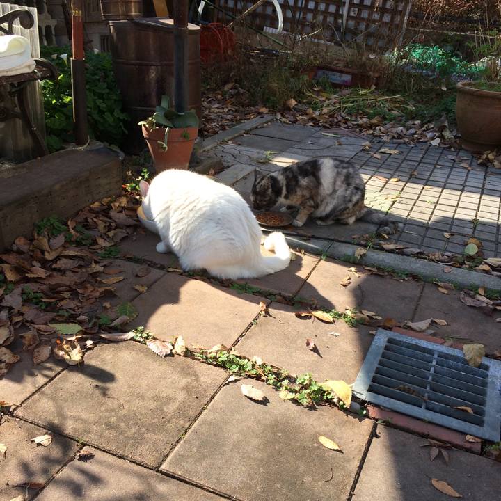 472bb5c3 ce91 4a8c 96ed 22b01664fae1