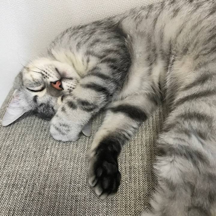 47318e81 bf0c 410f 8a11 adadcdbc58b2