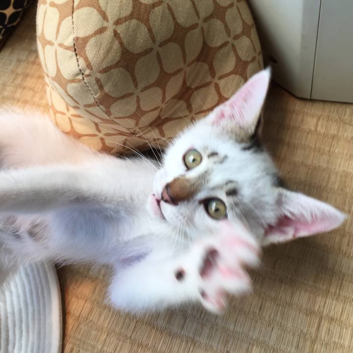 47323b4f 7a88 4e1b a4cc 6f46f1afed16