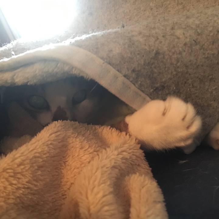 4736a61f 5990 423b 9f6c 43793c7eed54