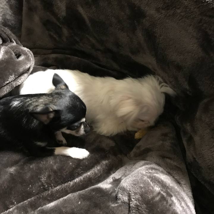 47414c45 991d 47ba ac21 2f0e02af6ce5