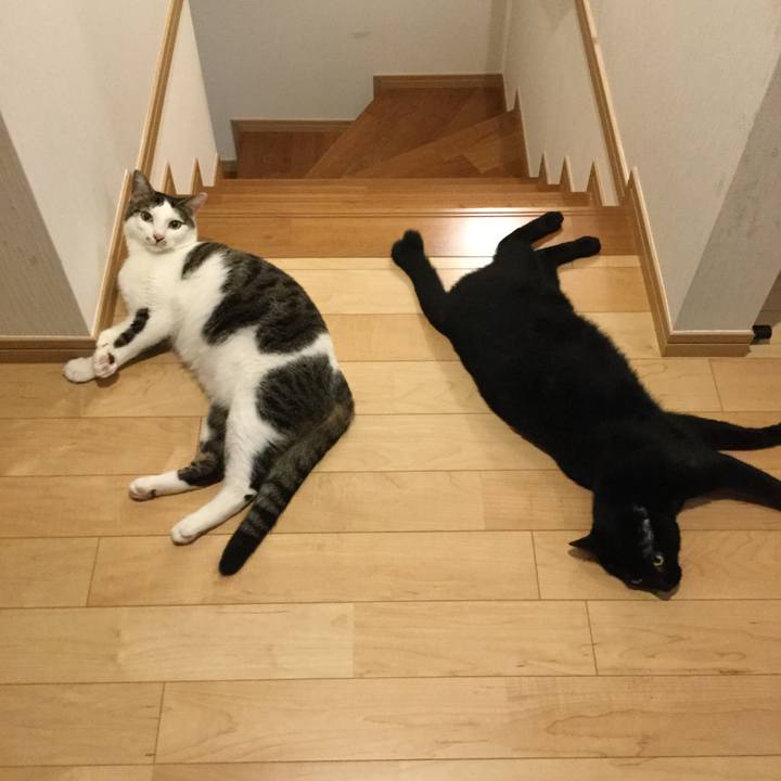 4744cfe1 7042 43e4 90e9 7ed6f04d6a5f