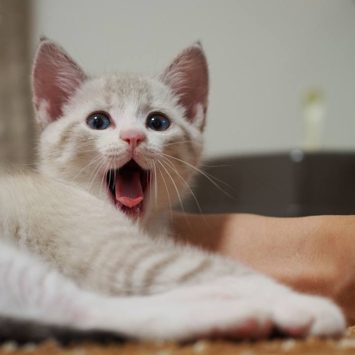 475be689 ddbe 4392 8ca0 dd4c6f9d3dd5