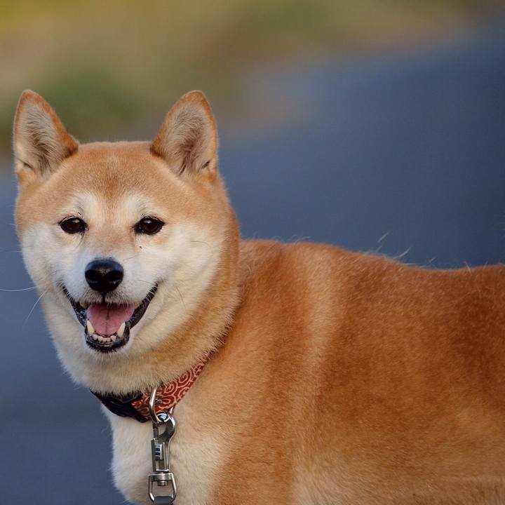 4769904c 2b88 4d2b 852c 375154aee98b