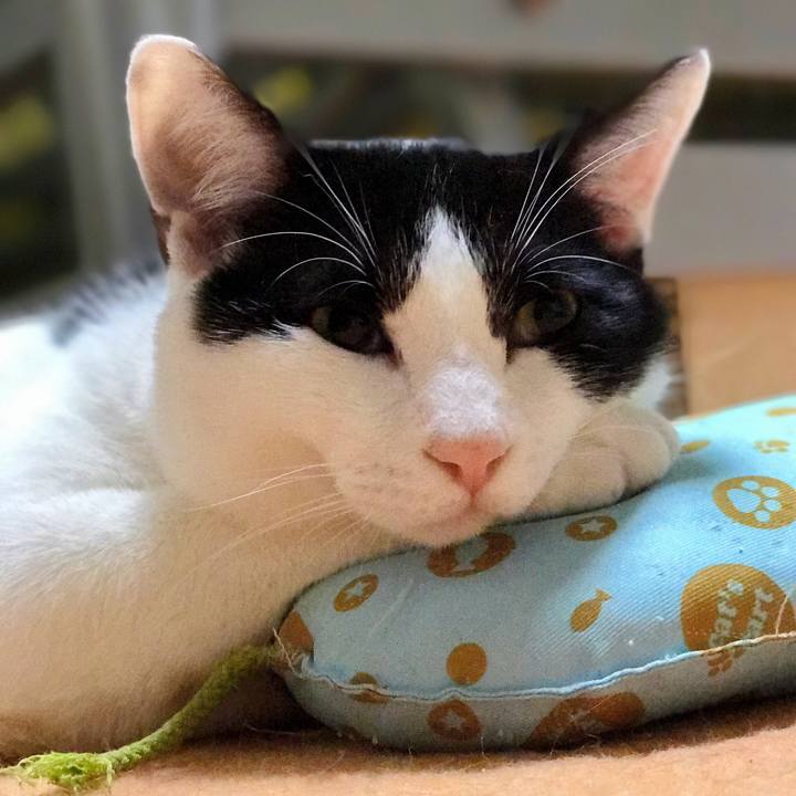 476f93c8 a630 485c b37c 2afc28c5d2d2