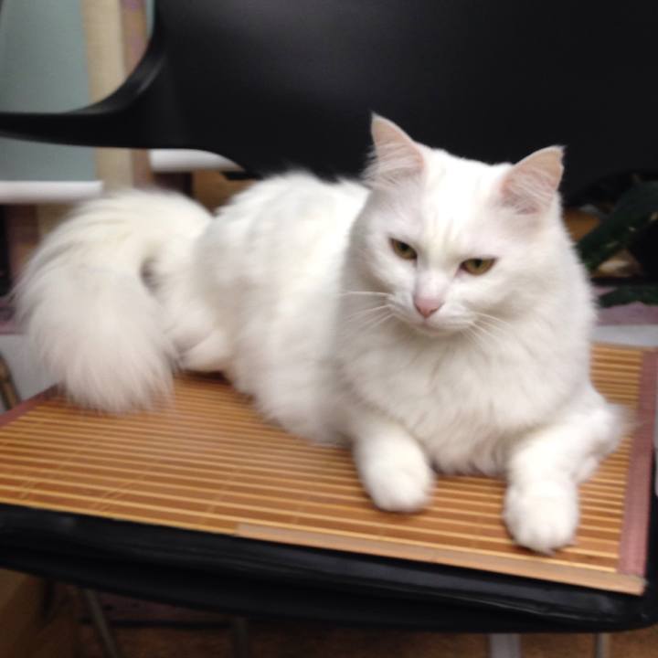 4781b242 62ea 4731 b630 852f2e6c8d0d