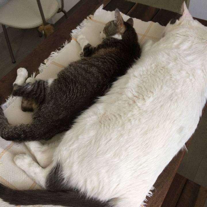 4783b8b8 53d5 4c0b a851 ba0f12c7138a